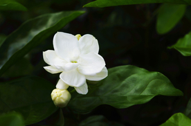 茉莉