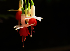 灯笼花