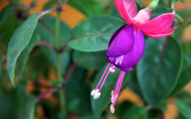 灯笼花