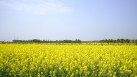 油菜花
