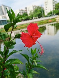 朱槿花