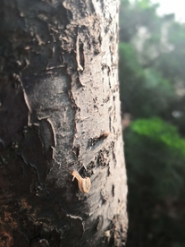 树干上的小蜗牛