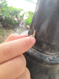 捉住柱子上的蜗牛