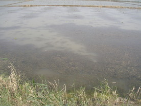 乡村水田