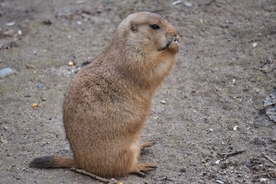 土拨鼠