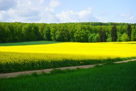 油菜花风景