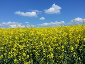 油菜花风景