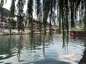 古镇的垂柳