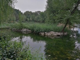 公园 风景 池塘