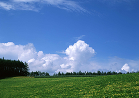 蓝天草地