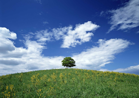 蓝天草地