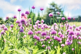 葱花