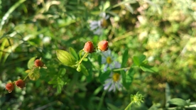 植物摄影