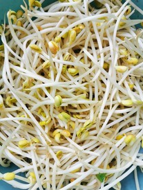 豆芽