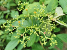 乌蔹莓