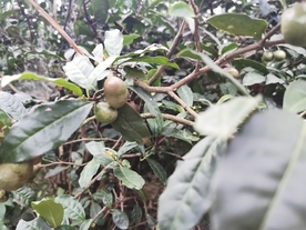 油茶