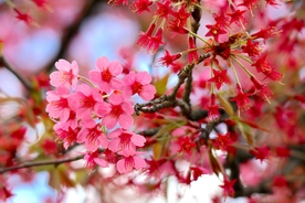 面朝大海 春暖花开