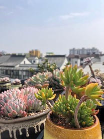 多肉