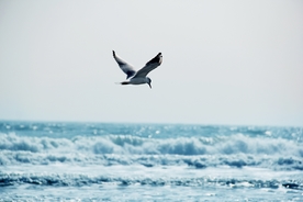 海鸥 大海