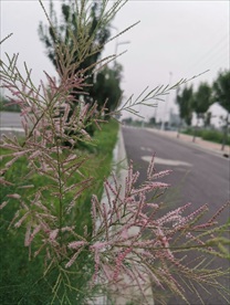 公路野 田园风景 摄影 自然景