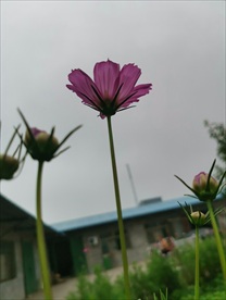 格桑花 田园风景 摄影 自然景