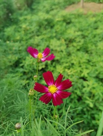 格桑花 田园风景 摄影 自然景