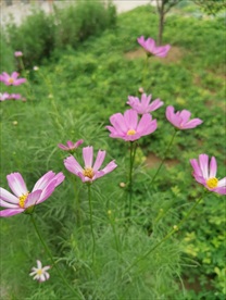 格桑花 田园风景 摄影 自然景