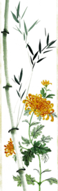 菊花