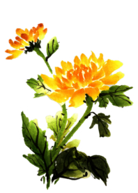 菊花装饰