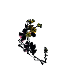 菊花装饰