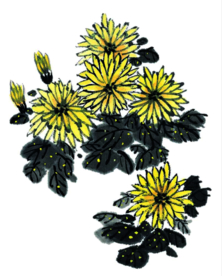 菊花装饰