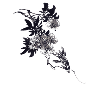 菊花装饰