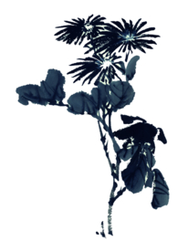 菊花装饰