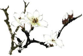 菊花装饰