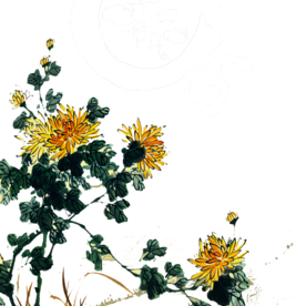 菊花装饰