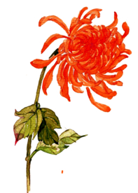 菊花装饰