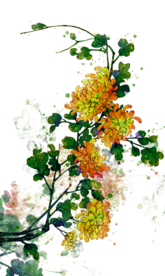 菊花装饰