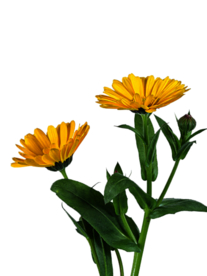 菊花装饰