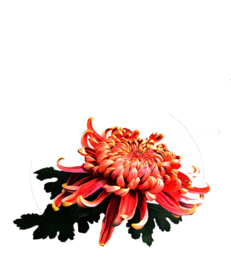 菊花装饰