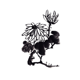 菊花装饰