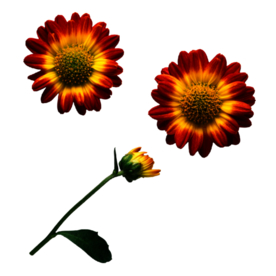 菊花