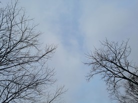 树与天空