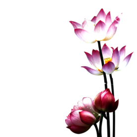 荷花元素