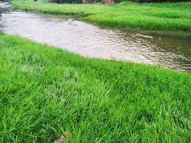 水草