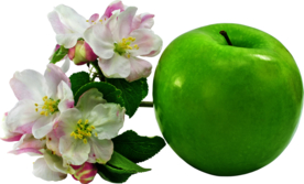 苹果图片
