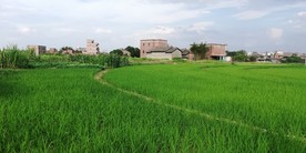 水稻田野风光