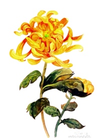 菊花装饰