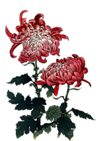 水墨菊花