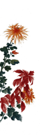 水墨菊花