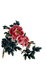 水墨菊花